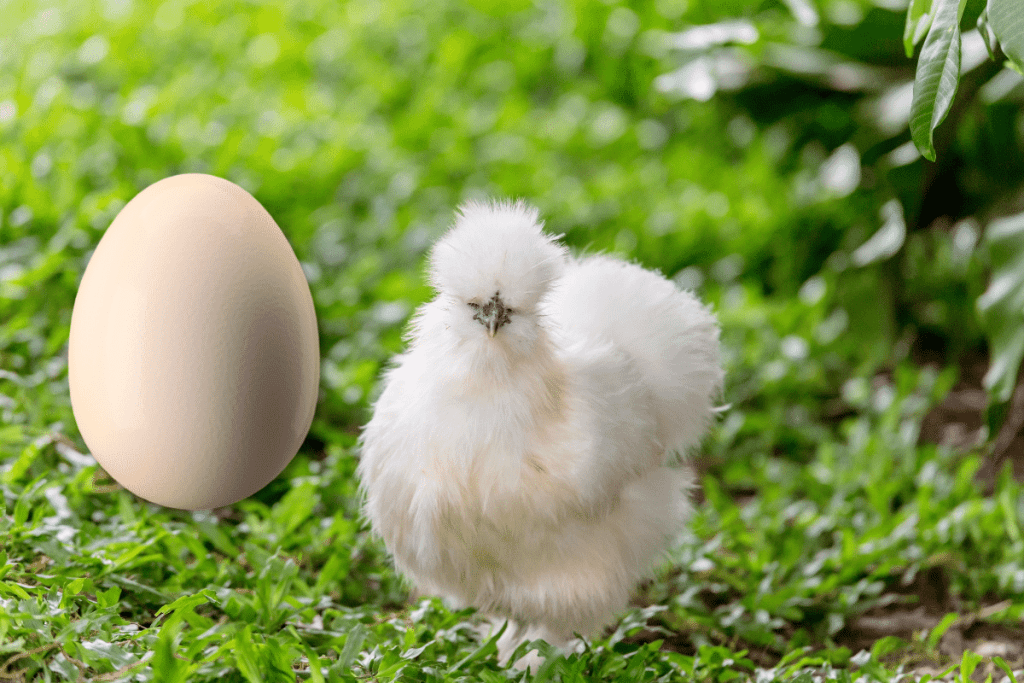 can you eat silkie chicken eggs