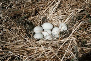 can you move a duck nest with eggs