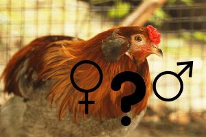 how can you tell if a araucana chicken is a rooster