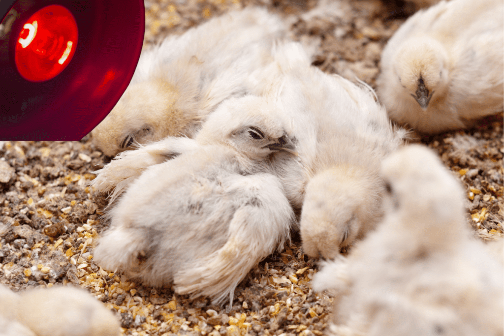 how long do silkie chickens need heat lamp
