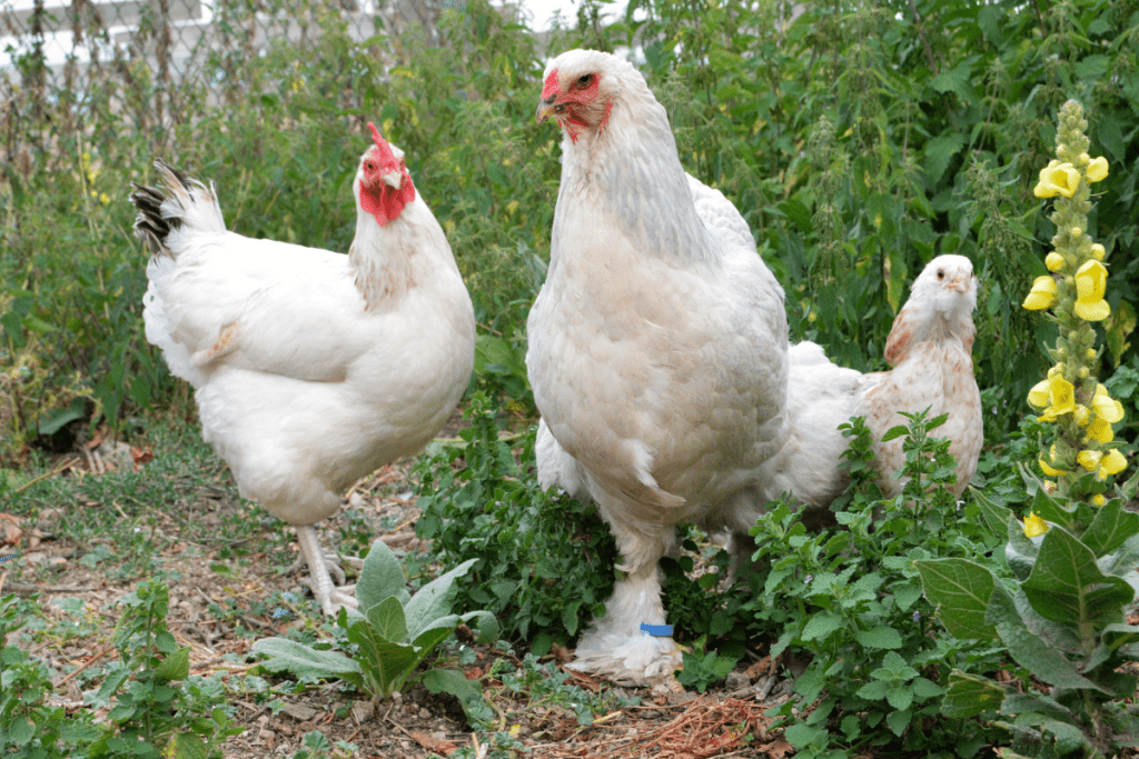 how much do brahma chickens eat