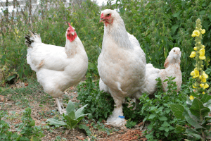 how much do brahma chickens eat