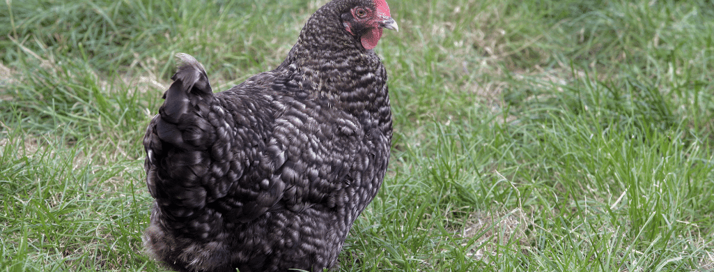 maran chicken nesting and personality