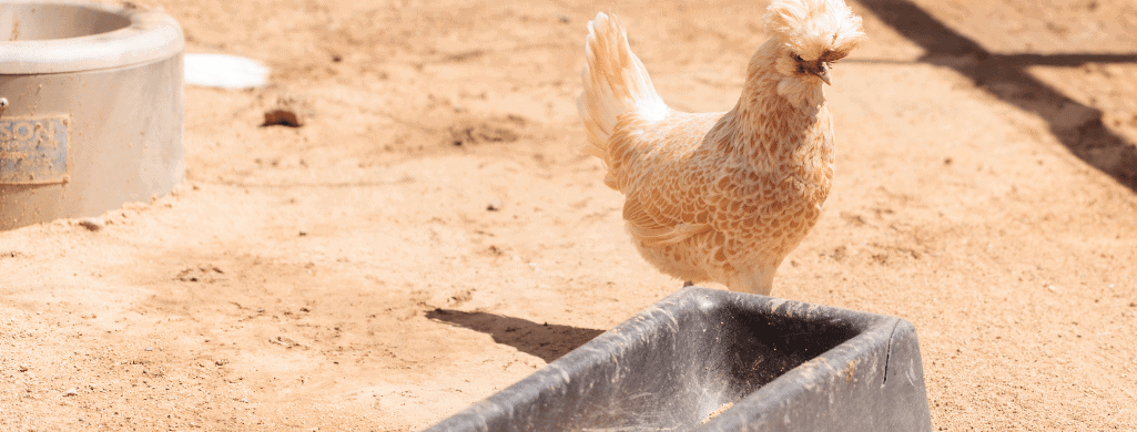 raising polish chickens concerns