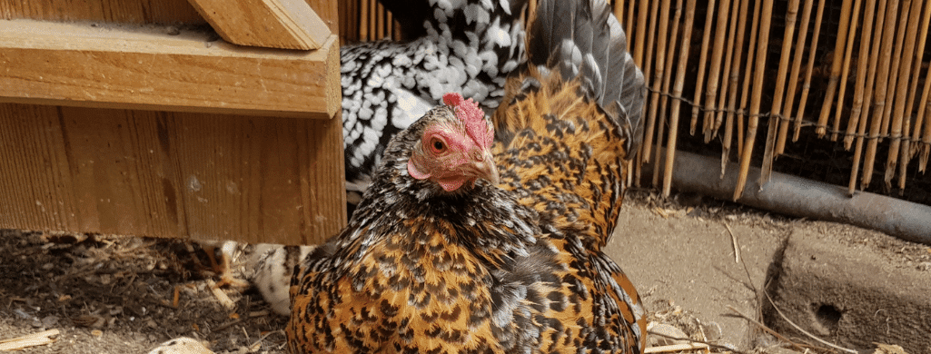 serama chickens and how to incubate eggs