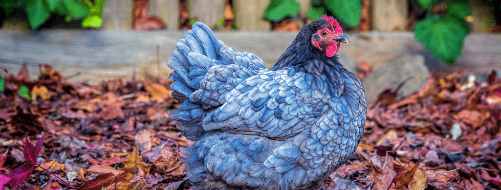tips for helping cochin hens and roosters in winter