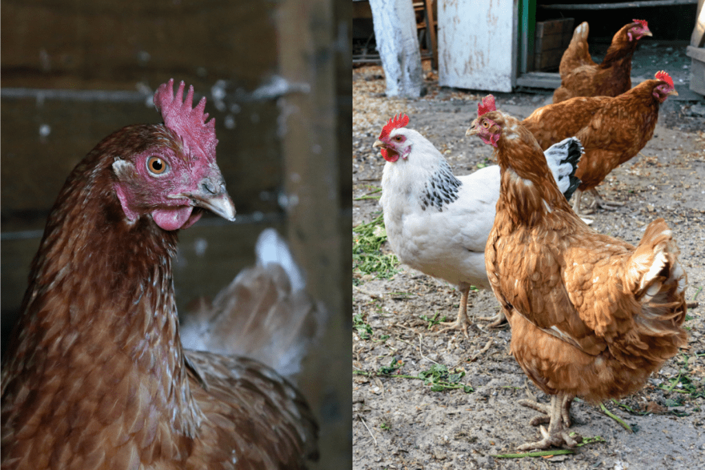 what is the difference between isa brown and hyline chickens