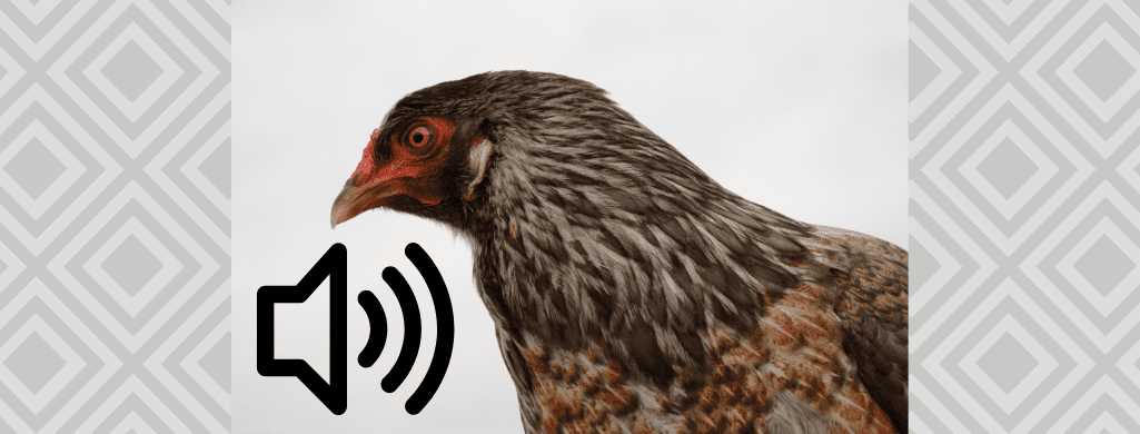 ameraucana chickens and noise level