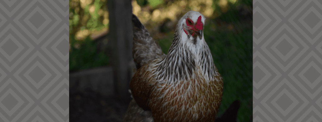 ameraucana chickens diet per phase in life
