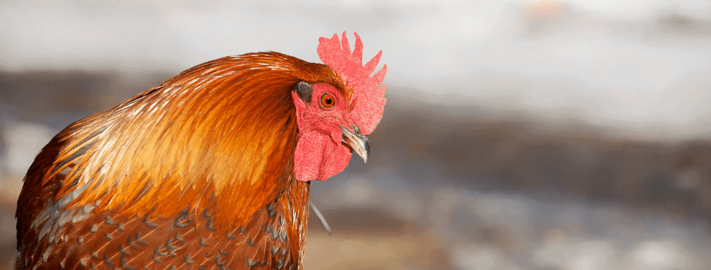 ameraucana chickens keep them quiet