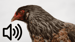 are ameraucana chickens noisy