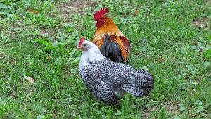 are egyptian fayoumi roosters aggressive
