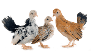 can serama chickens live with other chickens