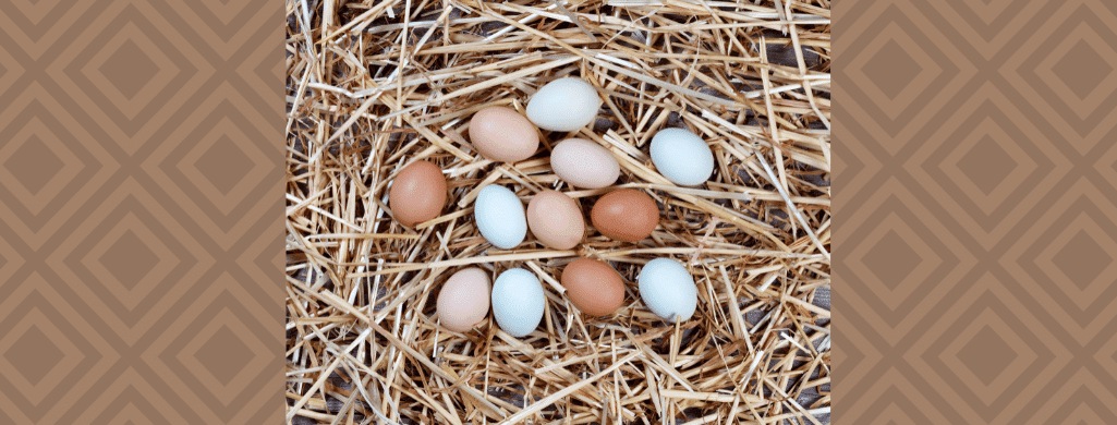 cream legbar chicken brooding on their nest