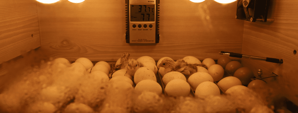 cream legbar chicken incubate eggs