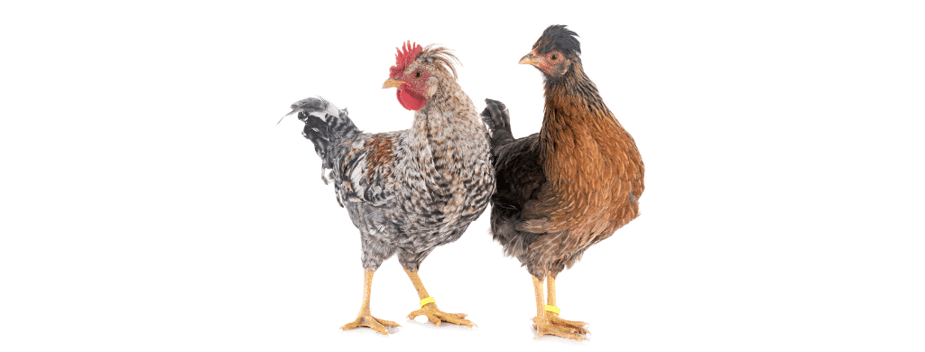 cream legbar chickens and laying habits