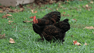 do cochin chickens roost