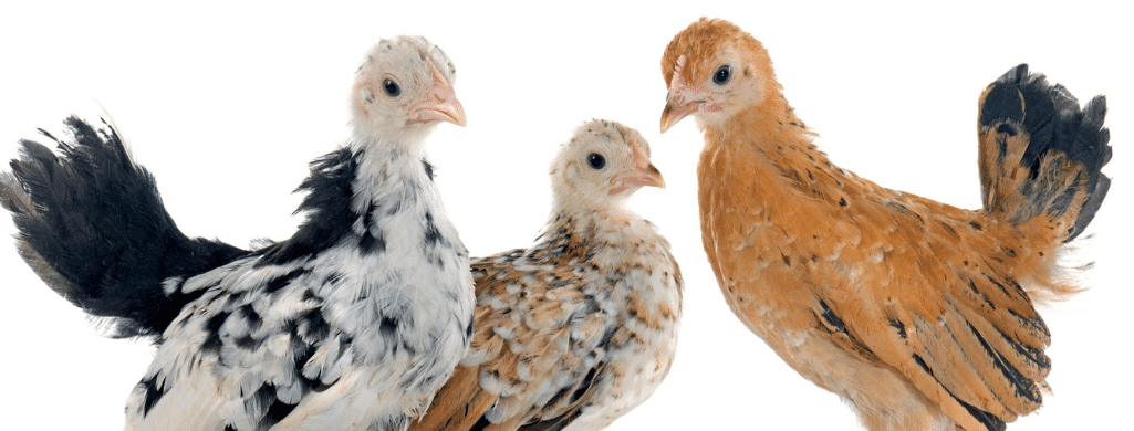 do serama chickens live well with other birds