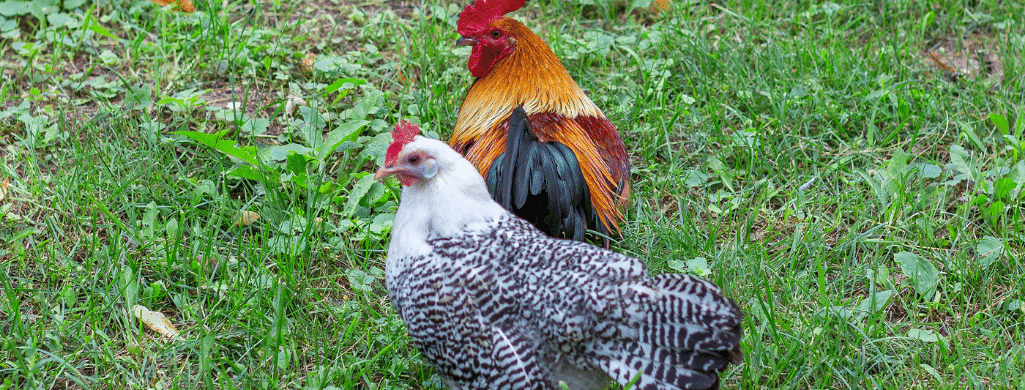 egyptian fayoumi chickens and aggression