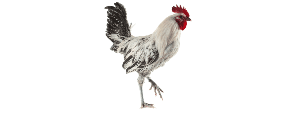egyptian fayoumi roosters being mean