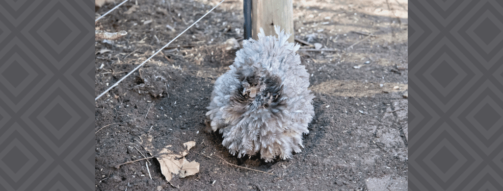 frizzle chickens laying eggs