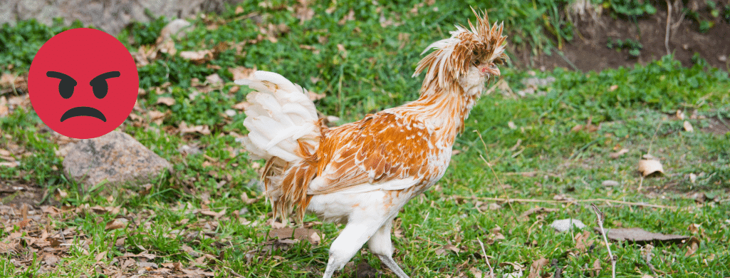 grumpy polish chickens