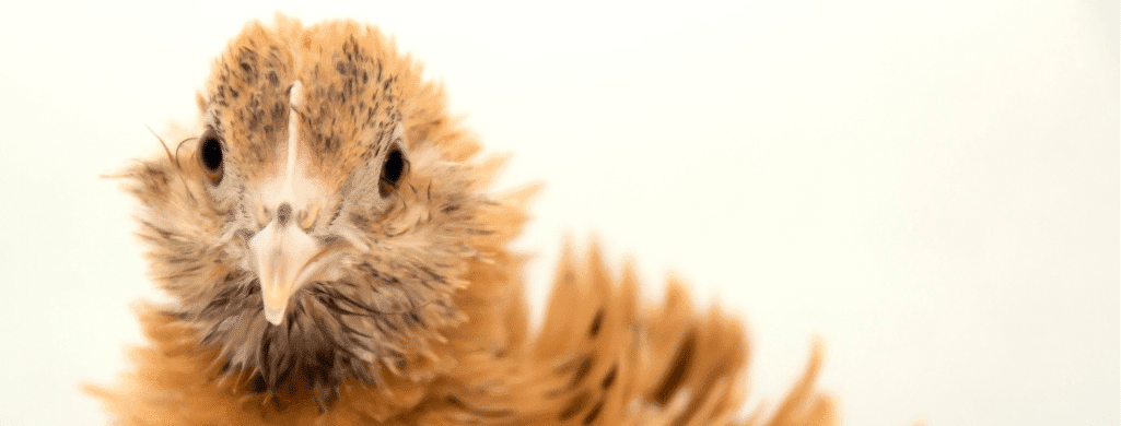 health issues when breeding frizzle chickens