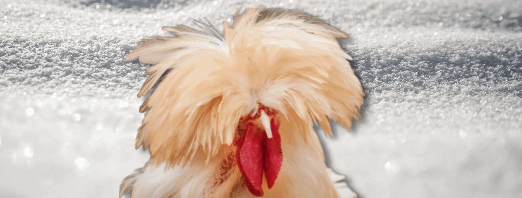 help frizzle chickens in the cold