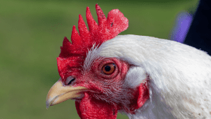 how long for delaware chickens to mature