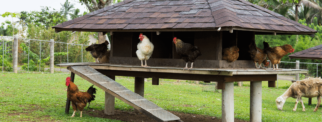 how to help serama chickens get along