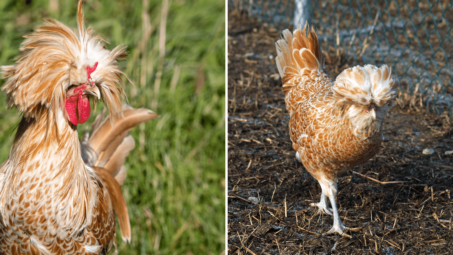 how to tell if a polish chicken is a rooster or hen