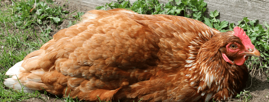 isa brown chickens molting