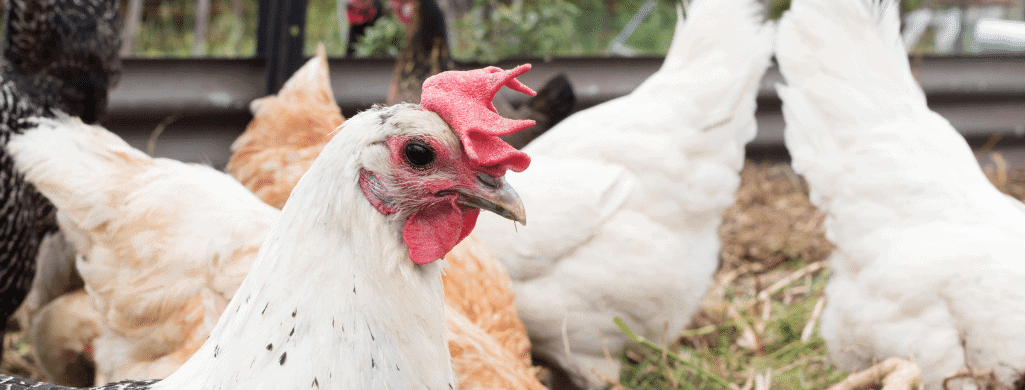 managing ancona chickens and broodiness