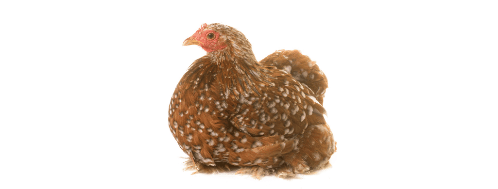 peking chickens and laying egg habits