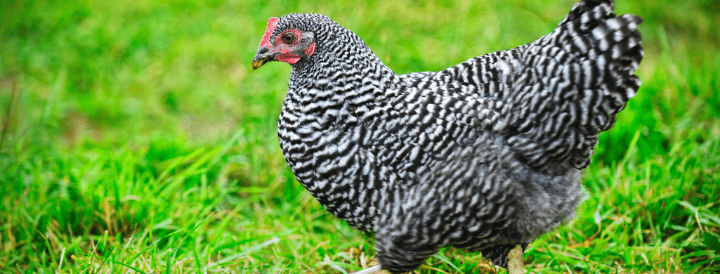 plymouth rock chickens and butchering