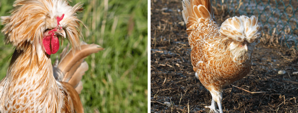 polish hens vs rooster