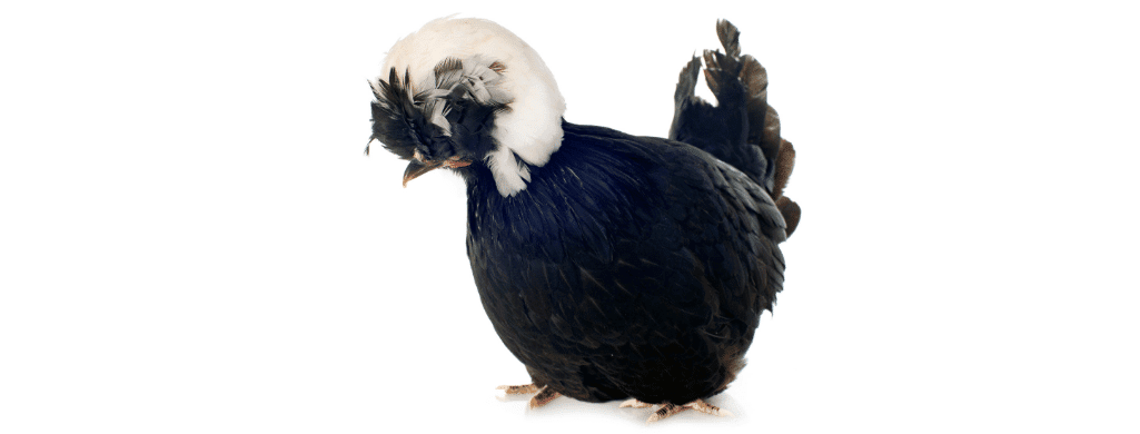 polish rooster crow is loud