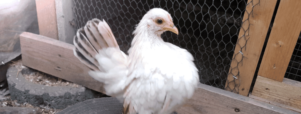 serama chicken and nesting behavior