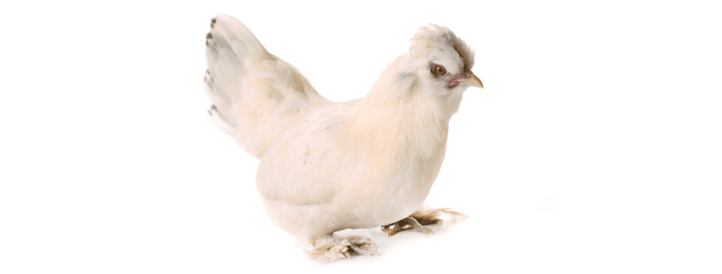 sultan chickens nutrition needs