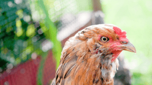 what do ameraucana chickens eat