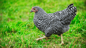 when to butcher plymouth rock chickens