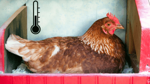 when can isa brown chickens go outside (1)