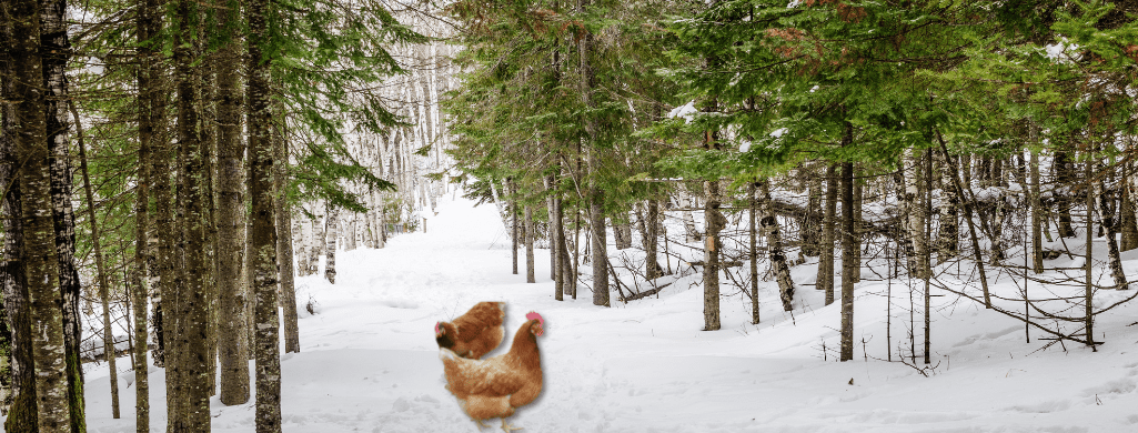too-cold-for-isa-brown-chickens